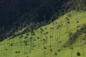 valle de cocora