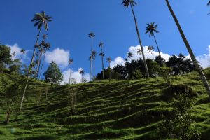 cocora colombia