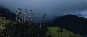 cocora colombia