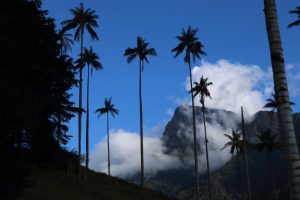 cocora valley colombia