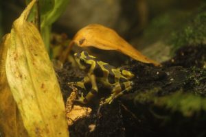 golden frog