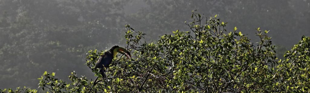 guatemala lowlands