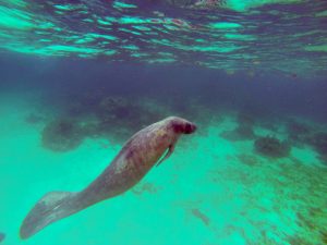 manatee