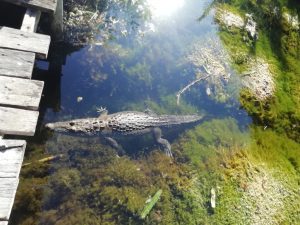 Yucatan alligators