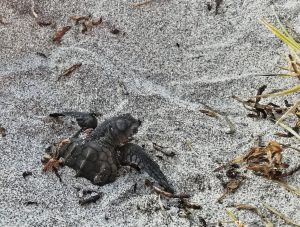 hatching olive ridley turtle