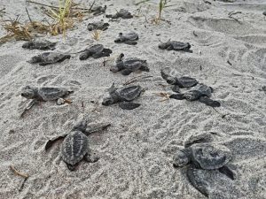 arribada turtle beach hatchling