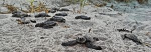 Baby turtles hatching arribada beach mexico