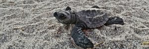 lone baby Olive Ridley sea turtle