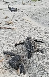 baby turtles making a dash for the ocean