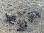 arribada turtle beach hatchlings