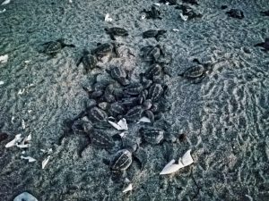 Olive Ridley Turtles hatching