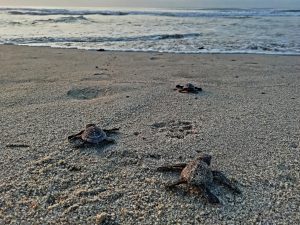 hatchling turtles