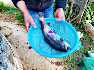 trout farm fish