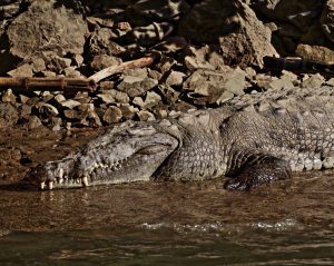 Croc in Sumidero Canyon