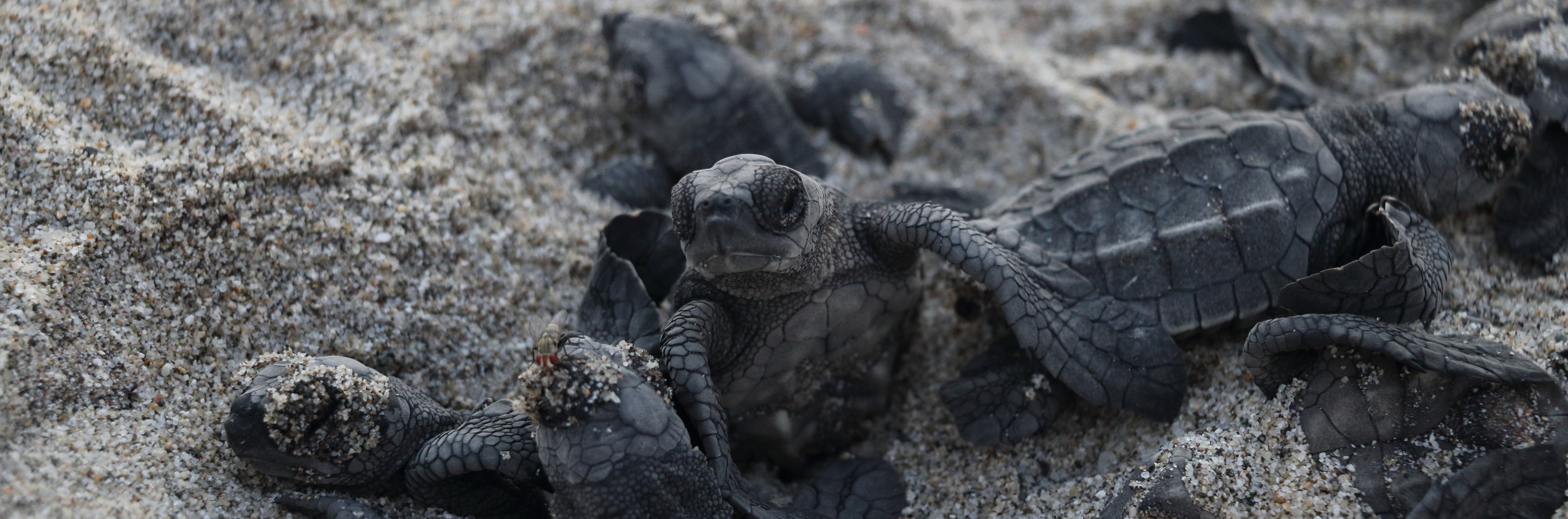 baby turtles