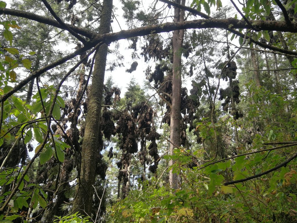 monarch butterflies