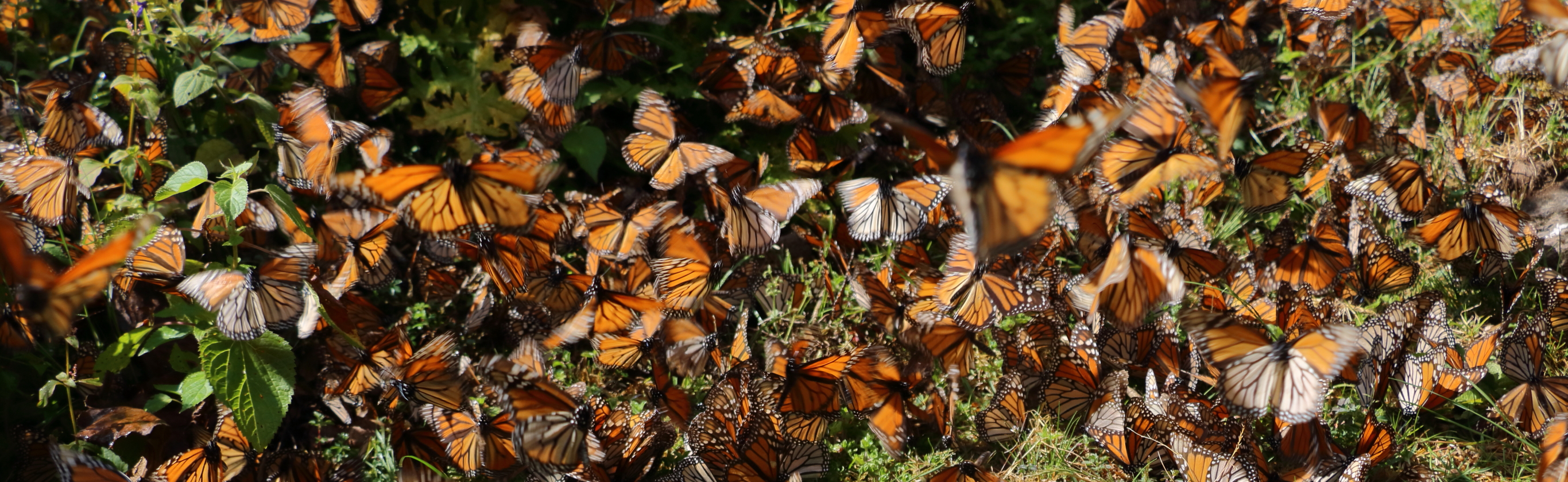 monarch butterflies