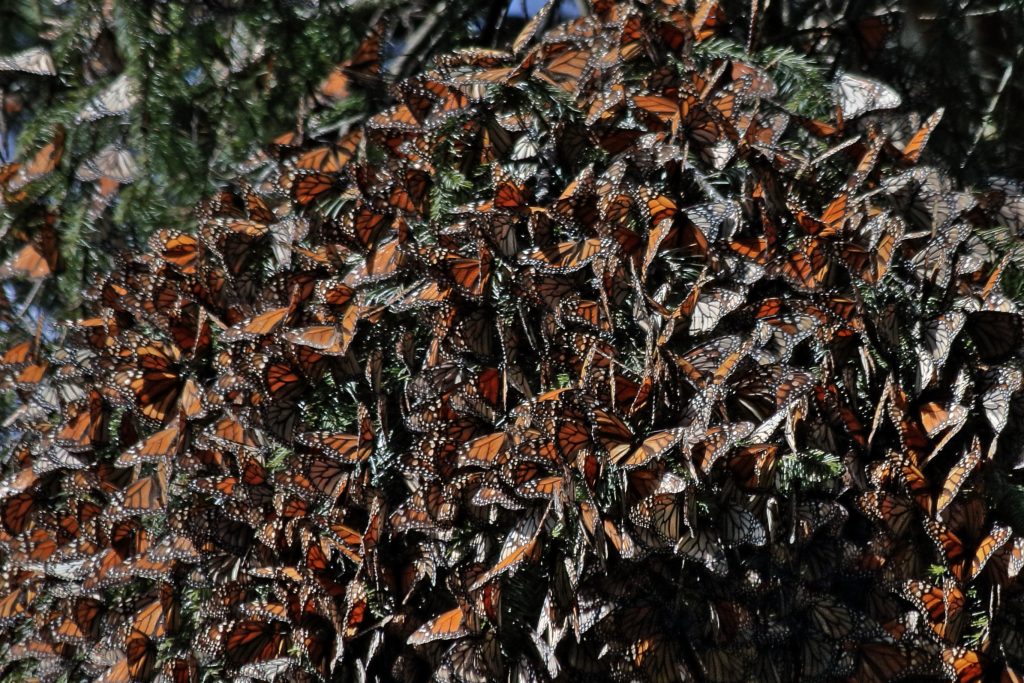 monarch butterflies