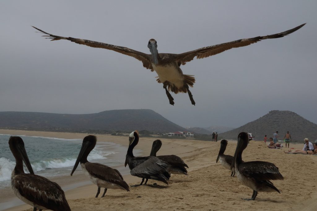 Baja California pelican