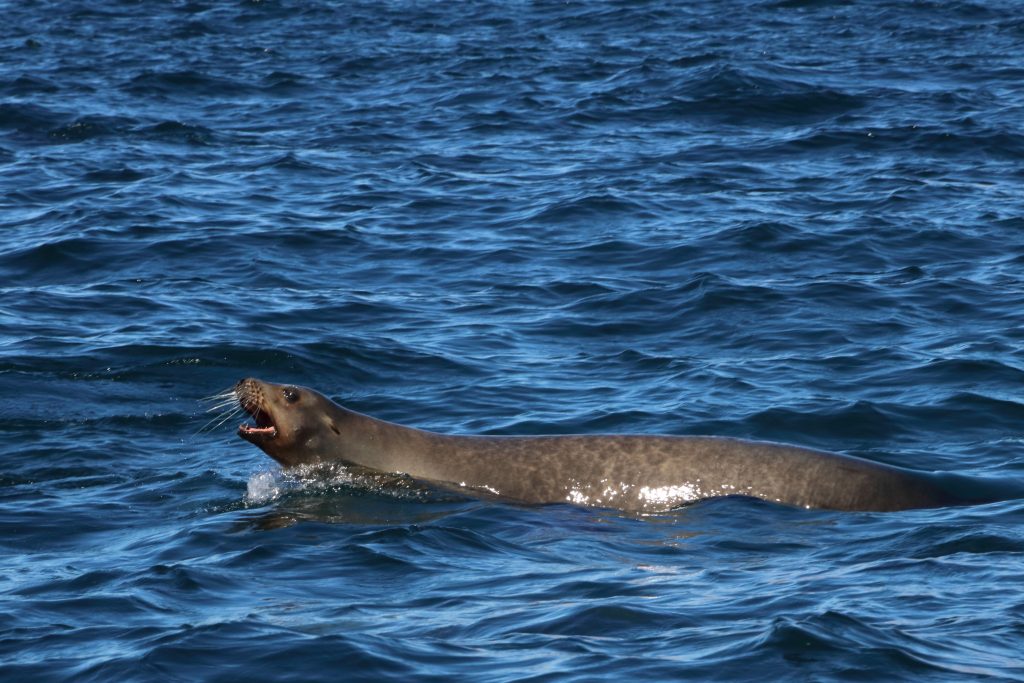 Baja California seal