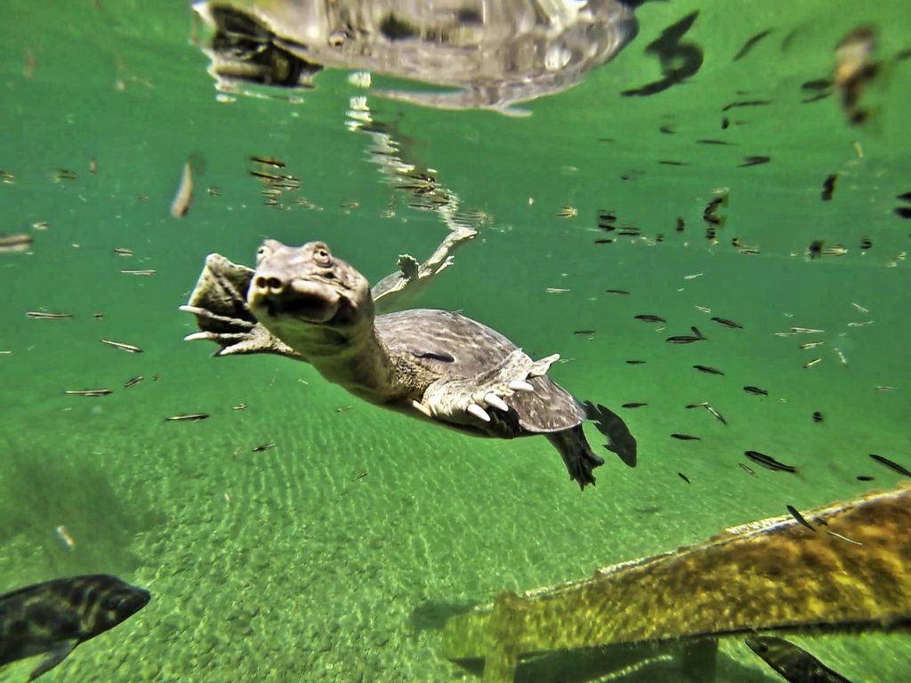 north east mexico turtles