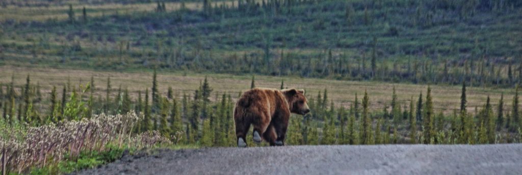 the klondike grizzly bear