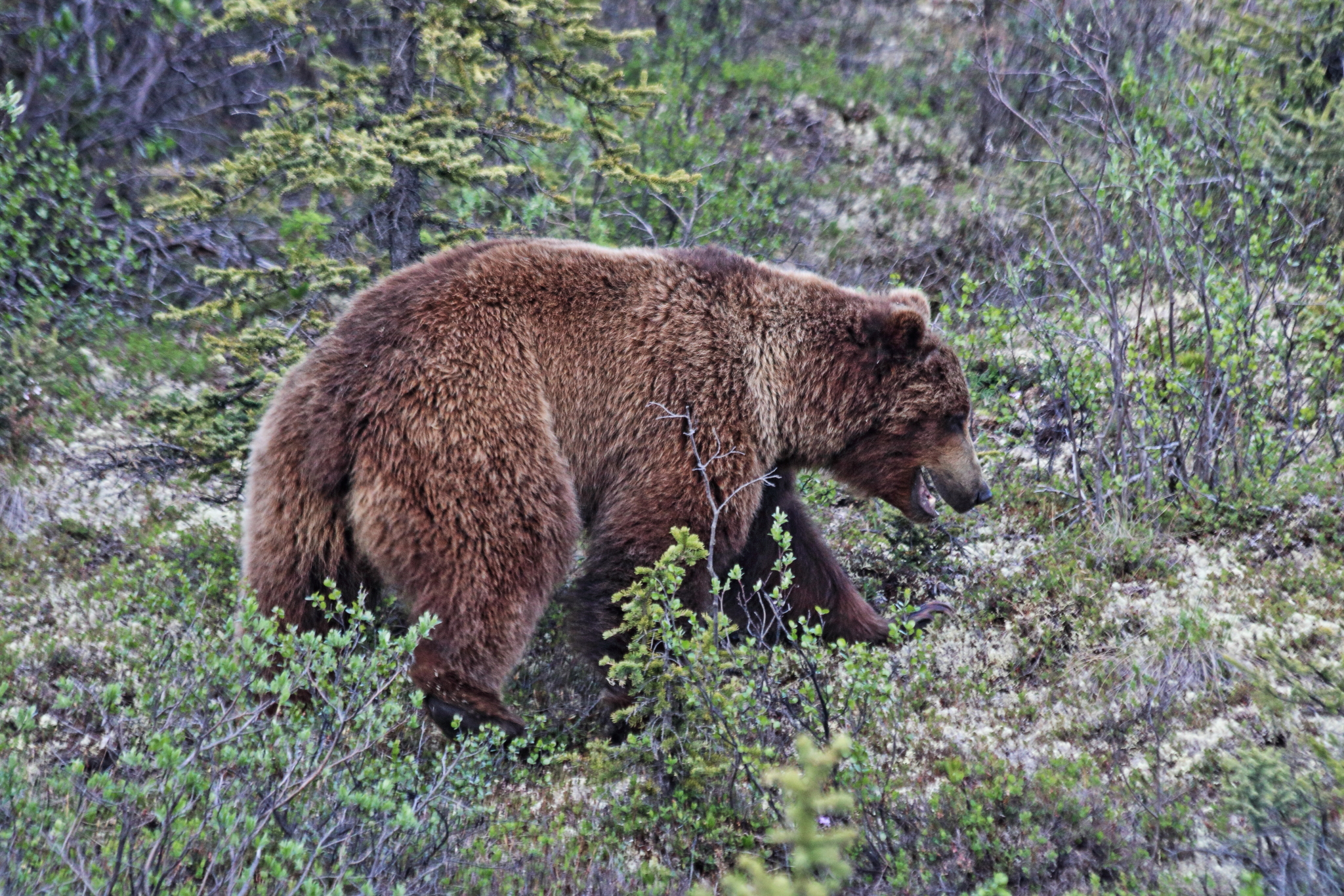 grizzly bear yukon