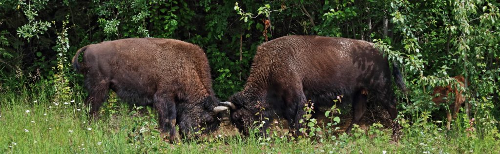 British Columbia bison