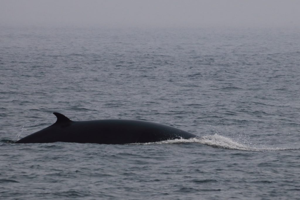 overlanding quebec whales