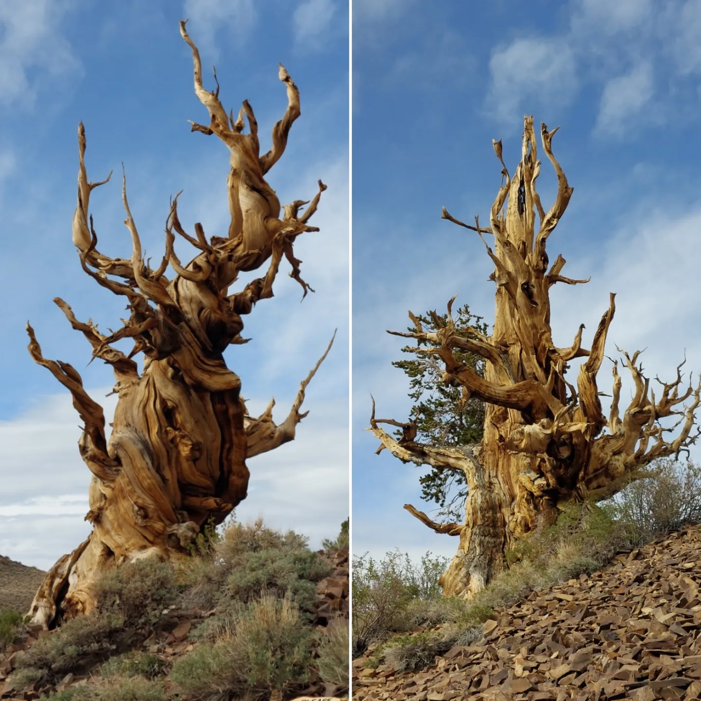 Bristlecone Pines