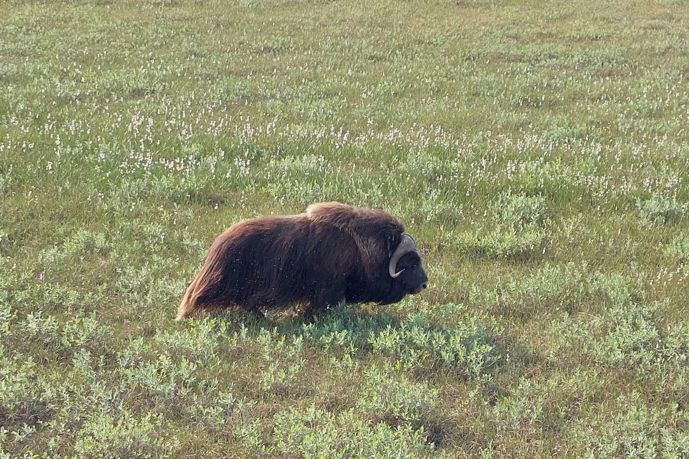 wild muskox