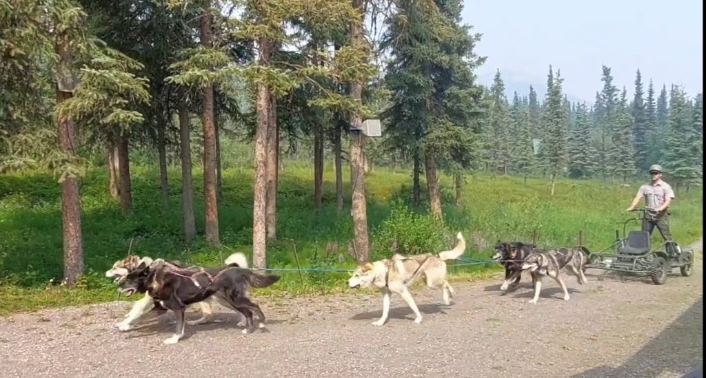 husky buggy