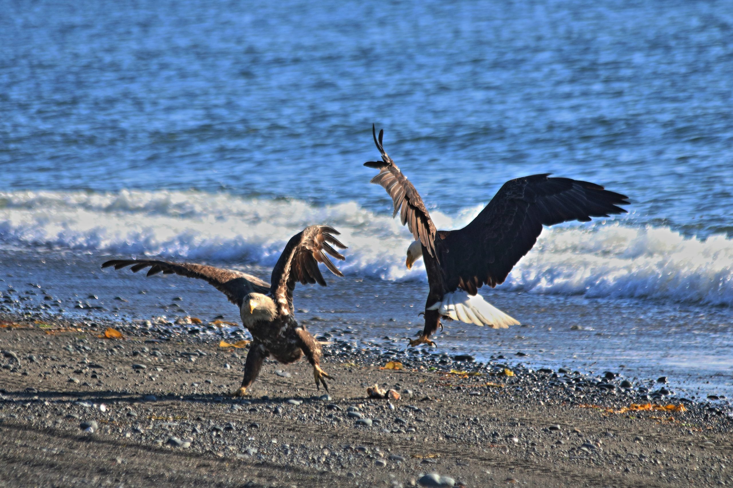 bald eagles