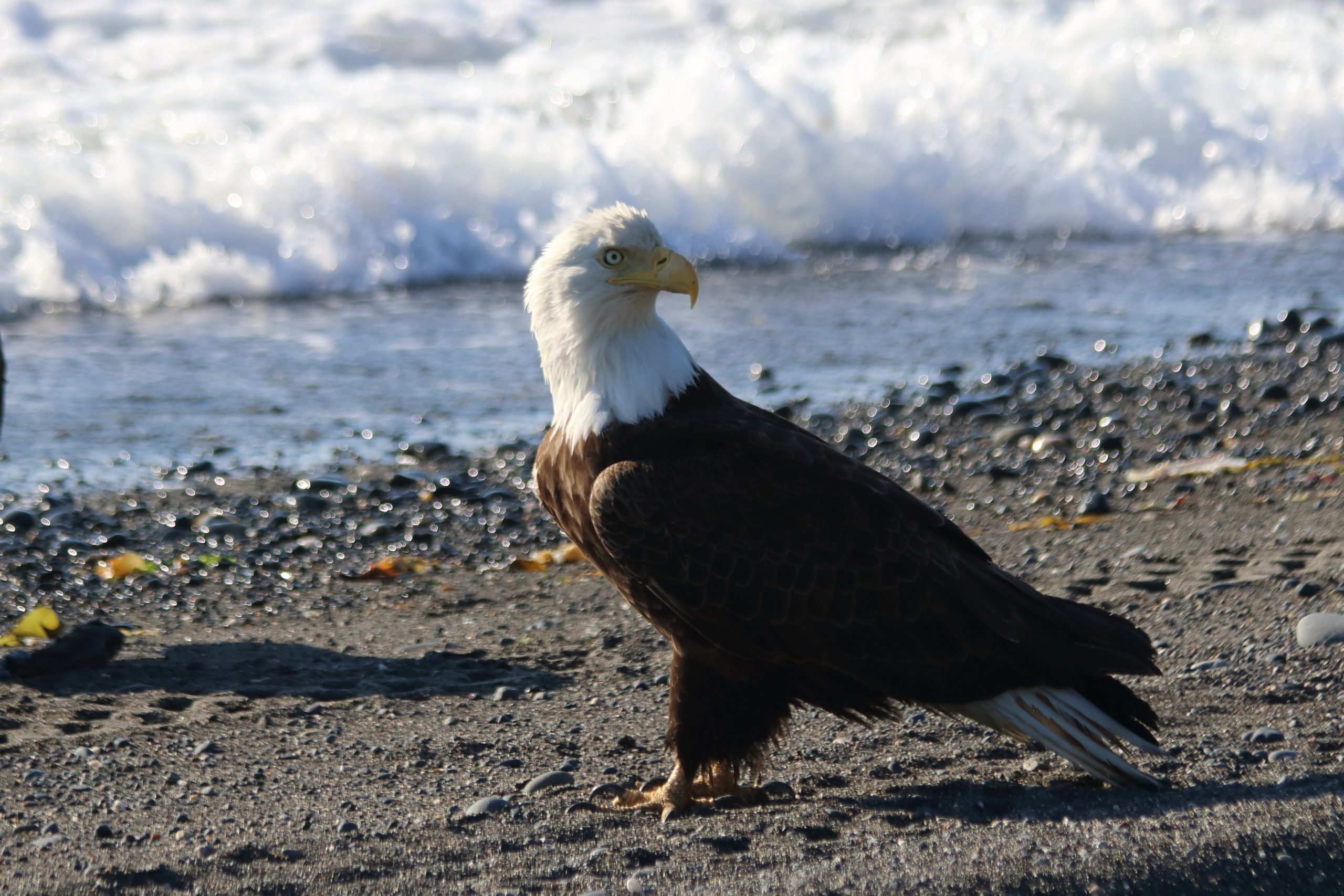 bald eagle