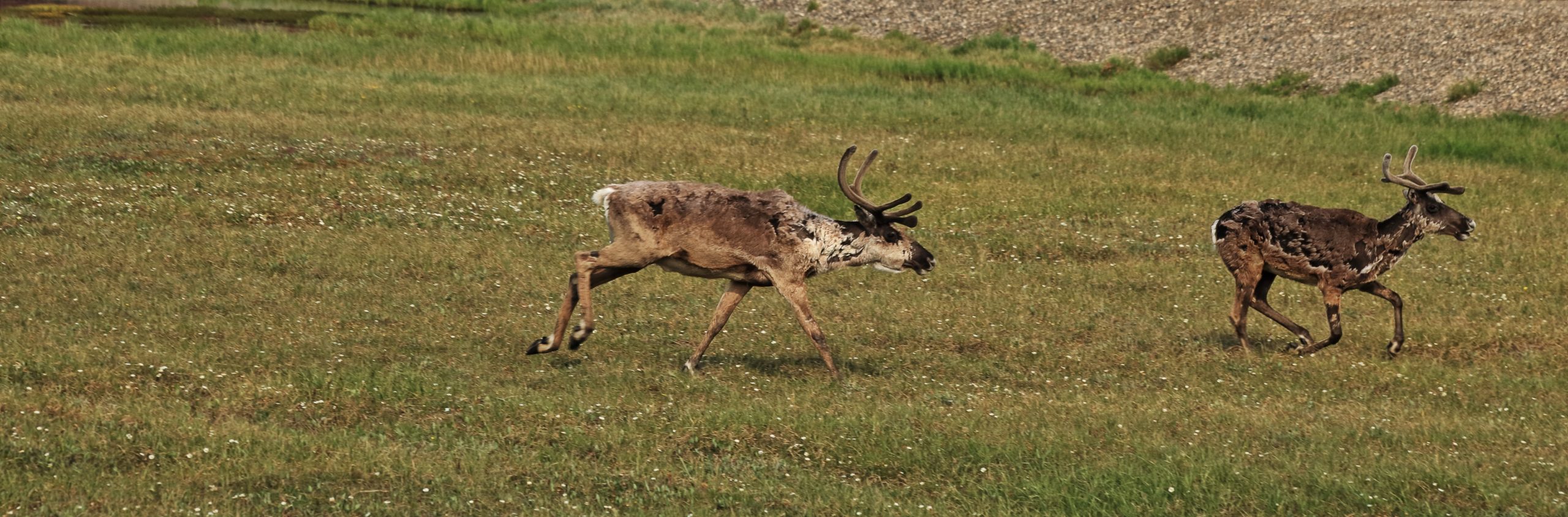 caribou on the dempster highway