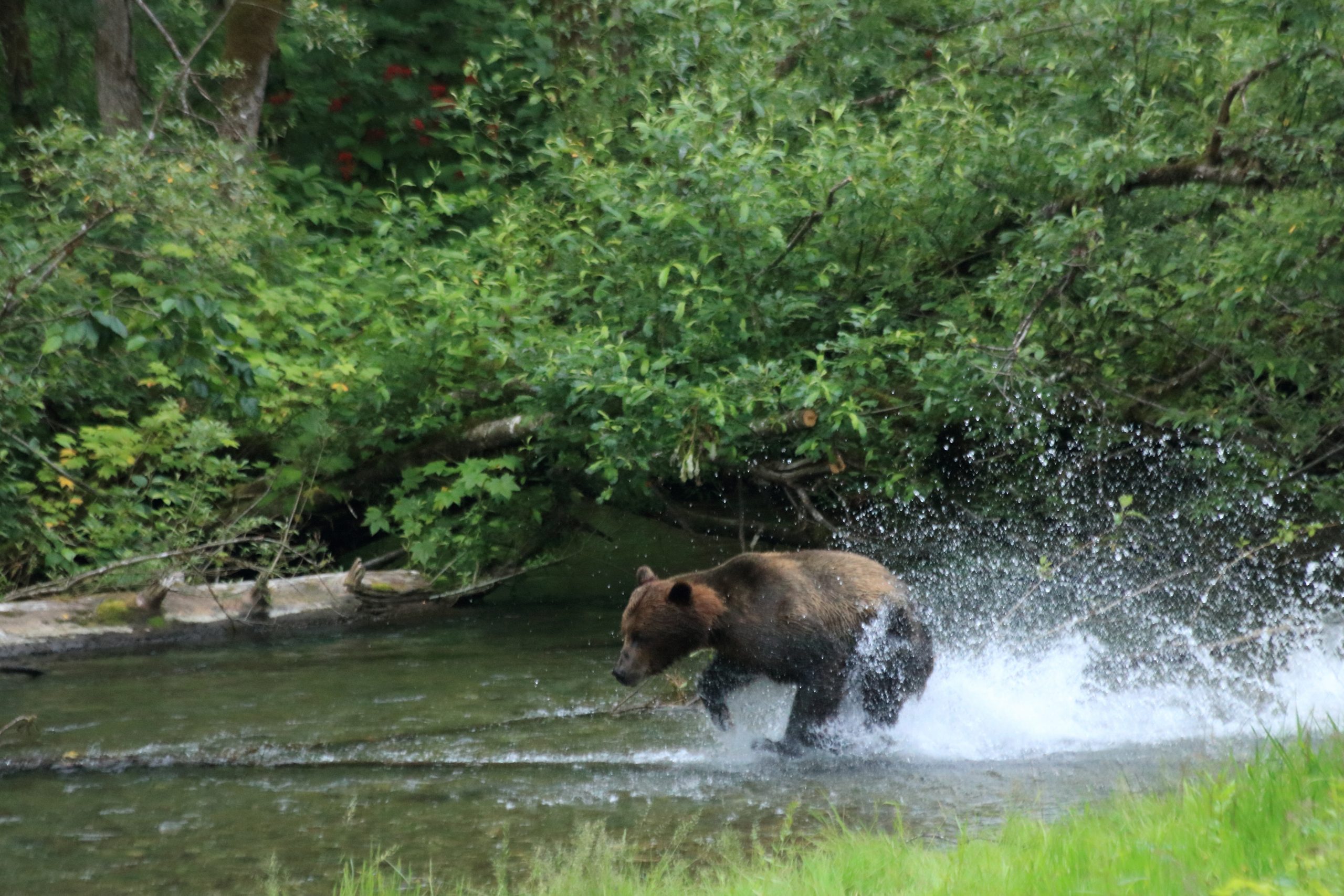 brown bear fishing