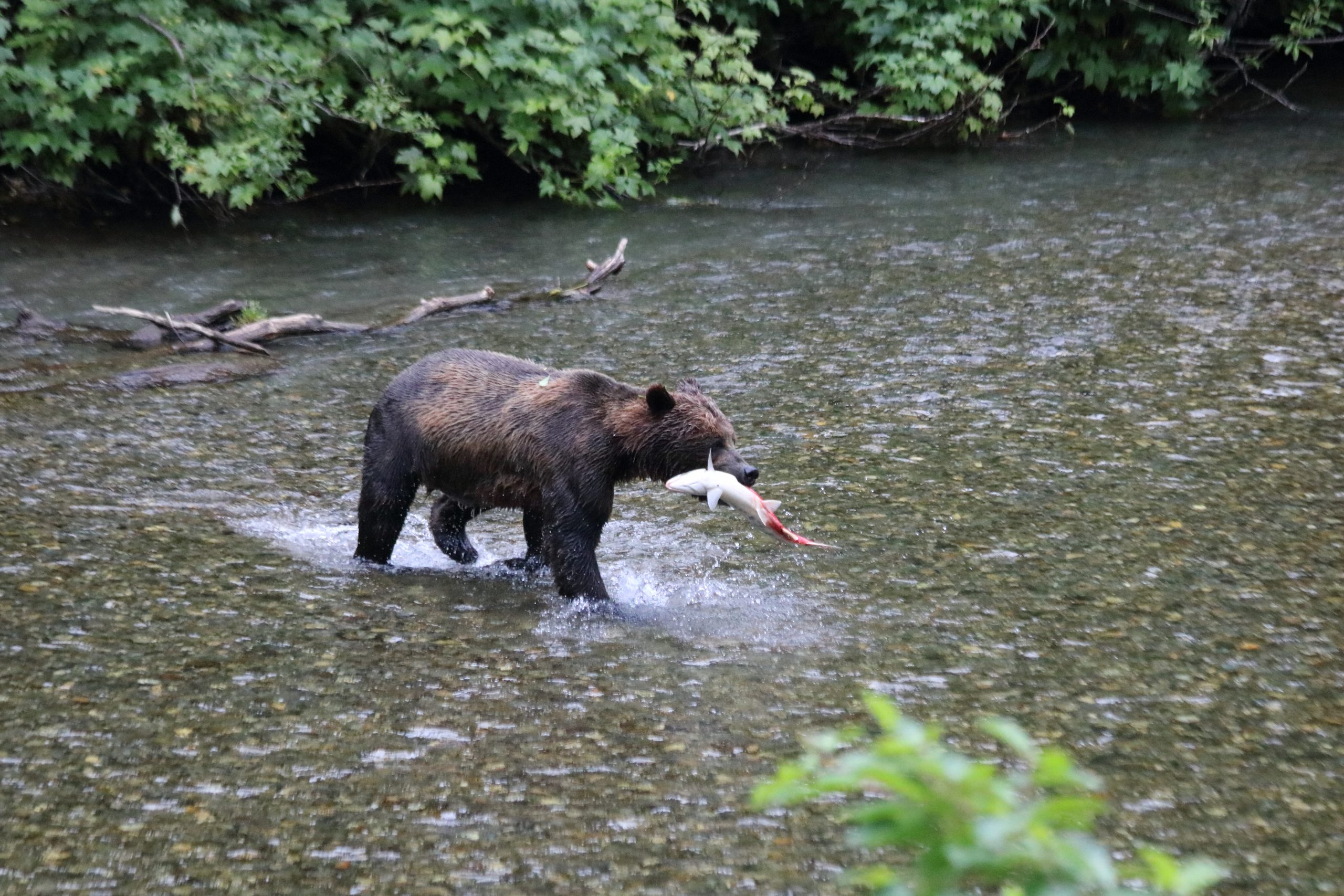 brown bear fishing