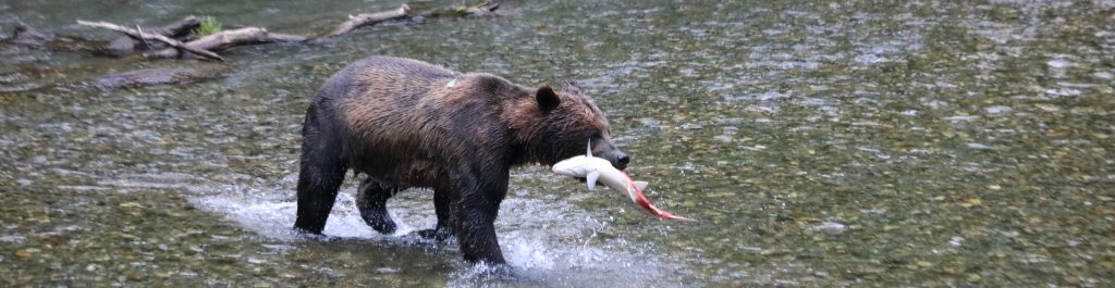 bear fishing