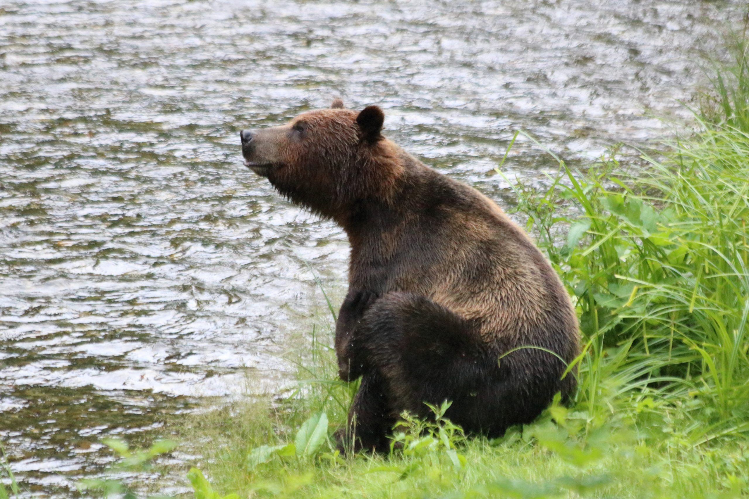 brown bear by river