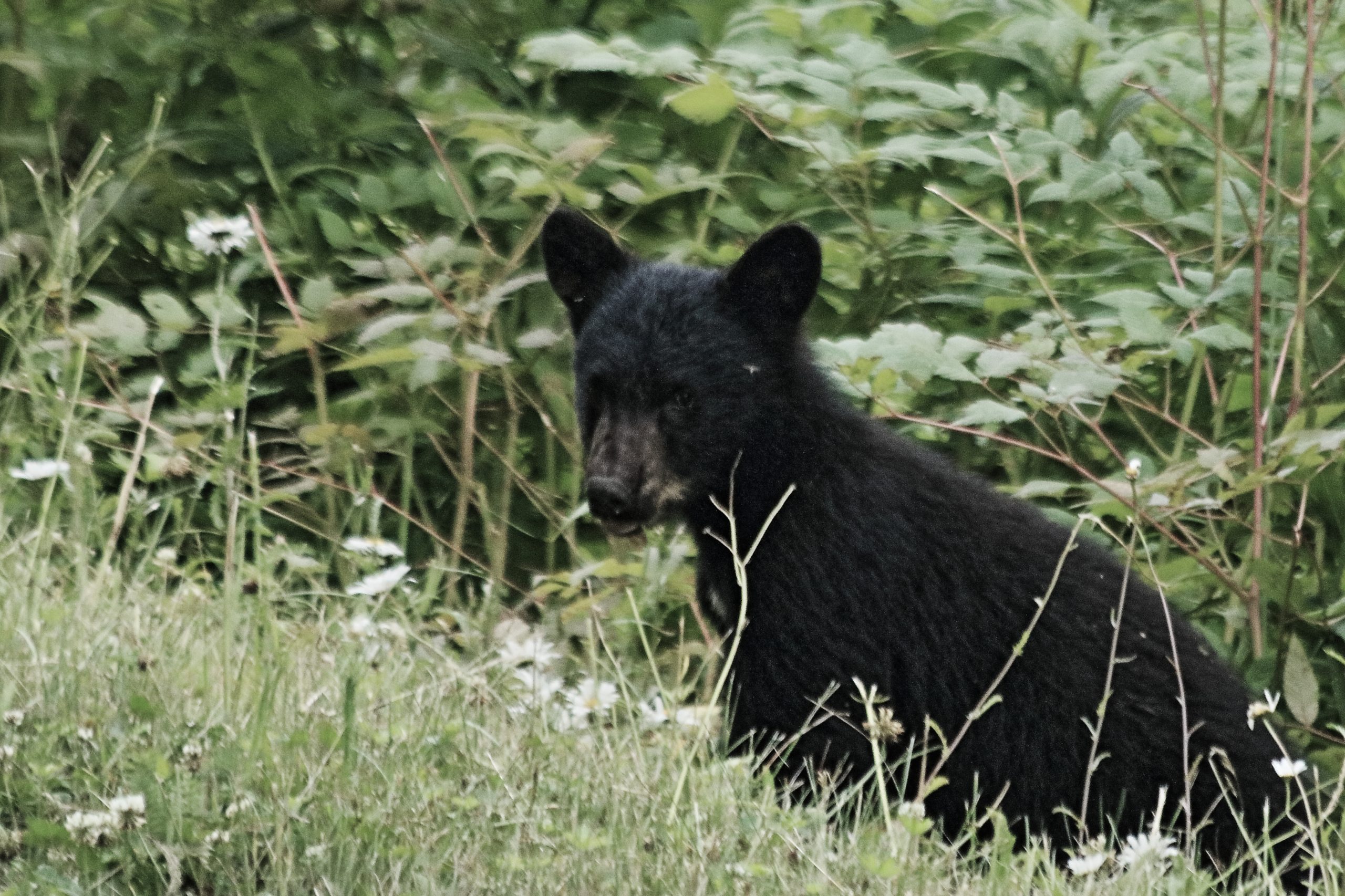 black bear cub