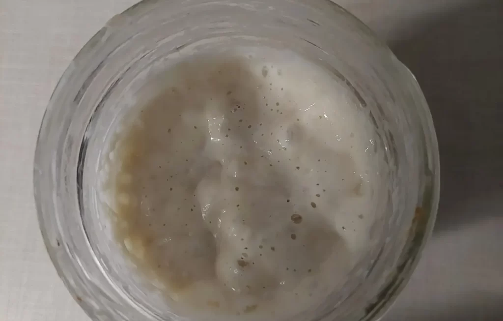 sourdough culture rising